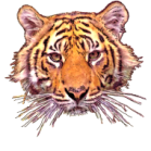 D0006_Tiger01.png